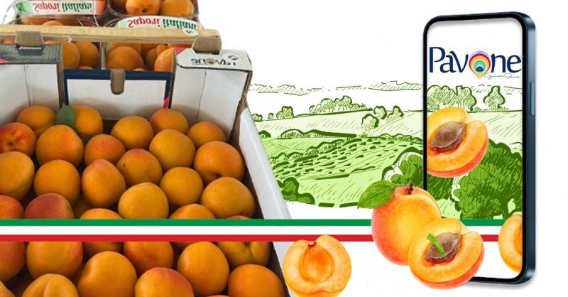 produzione e vendita albicocche made in Italy