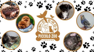 offerta vendita animali domestici lissone monza occasione alimenti e accessori per animali lissone monza