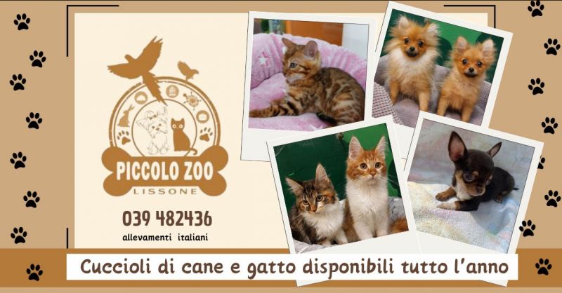 cuccioli cane e gatto allevamenti italiani disponibili tutto anno offerta