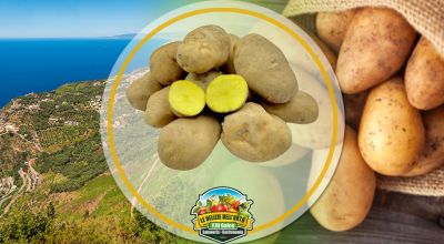 offerta vendita online patata gialla della sila igp prezzo scontato le delizie dell orto