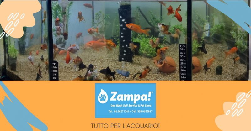 Offerta vendita acquari piante acquatiche pesci e mangimi negozio di animali Valmontone