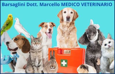 studio medico veterinario barsaglini occasione veterinario cura animali lucca