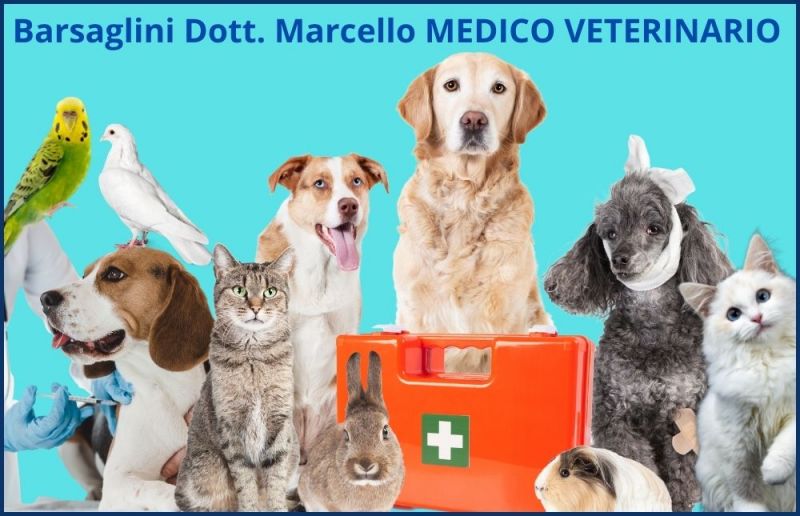 STUDIO MEDICO VETERINARIO BARSAGLINI - occasione veterinario cura animali Lucca