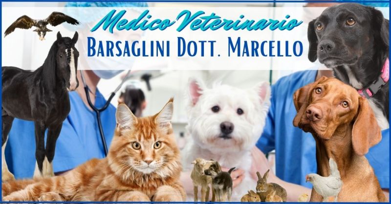 offerta cura malattie infettive e parassitarie animali Versilia - occasione veterinario Lucca