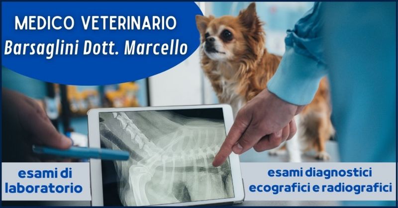 occasione esami diagnostici ecografici e radiografici per animali Versilia - BASAGLINI MARCELLO