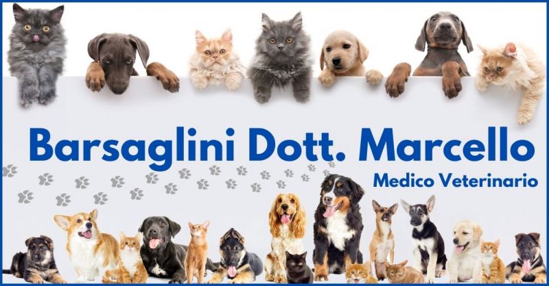 offerta studio medico veterinario per la cura animali a Lucca e Versilia