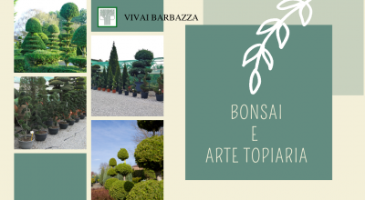  occasione vendita bonsai da esterno pordenone offerta piante arte topiaria pordenone