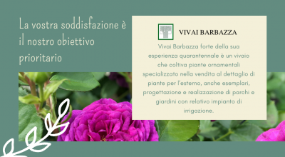 occasione vivai vendita piante da esterno pordenone offerta vivaio vendita piante ornamentali pordenone