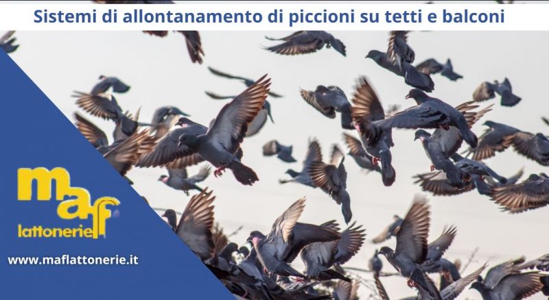 allontanamento di piccioni su tetti e balconi