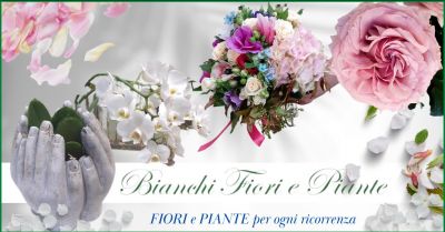 Occasione piante e fiori per ricorrenze Siena - BIANCHI FIORI E PIANTE