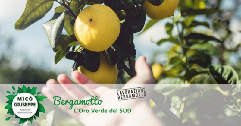 Online promotion of the best Bergamot Essential Oil made in Italy for aromatherapy for wholesale