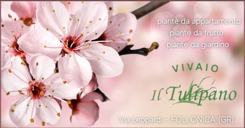 IL TULIPANO - offerta  piante da appartamento e da giardino Grosseto