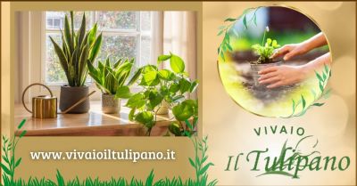 offerta vendita piante appartamento e giardino occasione vendita fiori recisi grosseto
