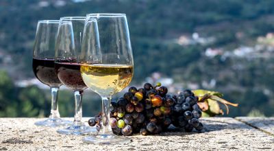  offerti vini territorio marchigiano