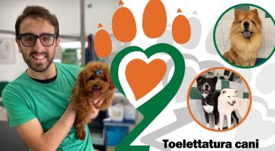 offerta toelettatura cani tagio a forbici castrignano de greci lecce promozione bagni medici per cani castrignano de greci lecce