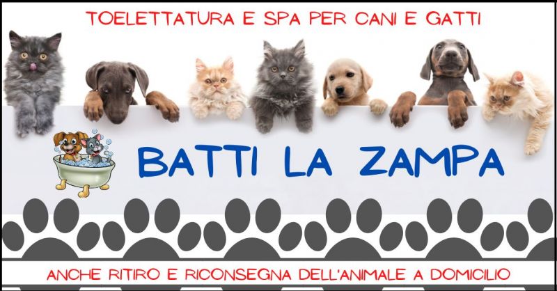 offerta toelettatura professionale per cani e gatti Versilia - occasione spa animali Versilia