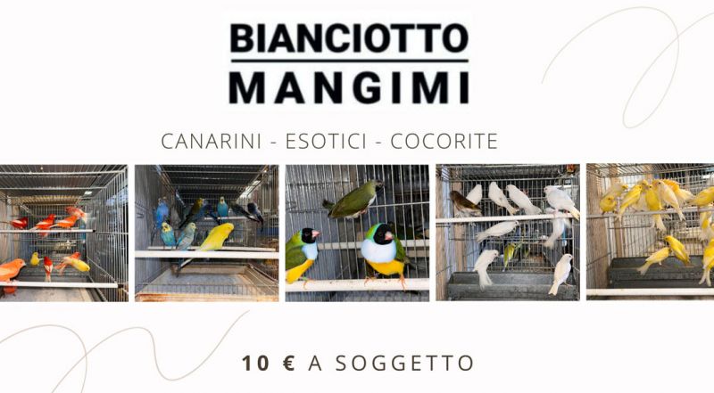 Offerta Uccelli Esotici Canarini e Cocorite in Vendita