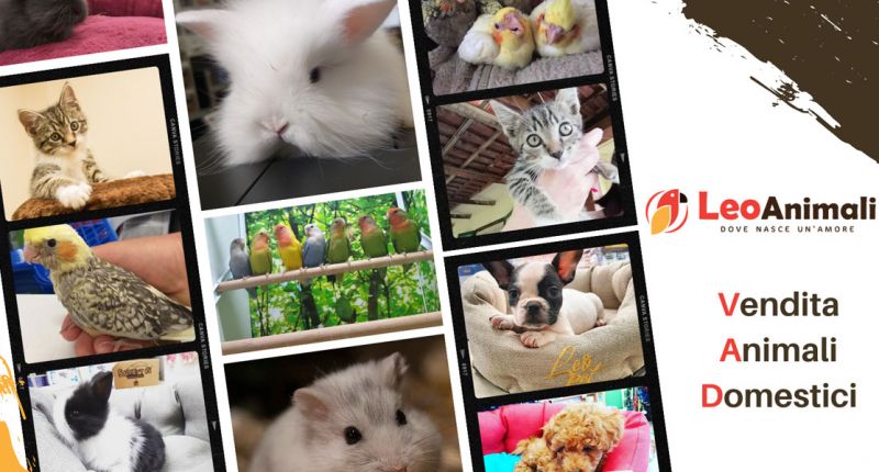 Offerta Vendita Animali Domestici Cuccioli Pappagalli Conigli Cavia Criceto