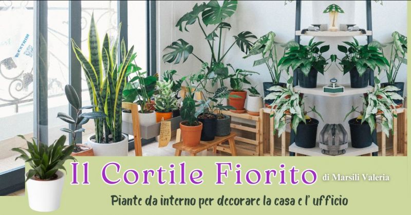 offerta piante da interno adatte a decorare ambienti casa e ufficio