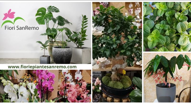 vendita fiori e piante delle migliori specie