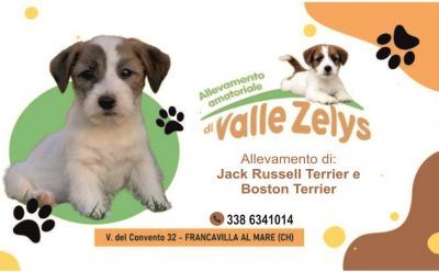 offerta allevamento cani di razza jack russell terrier