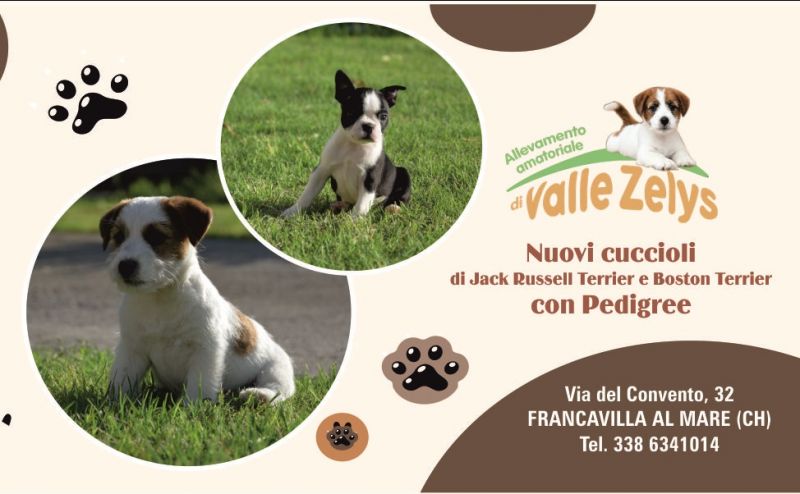 offerta nuovi cuccioli di jack russell e boston terrier con pedigree
