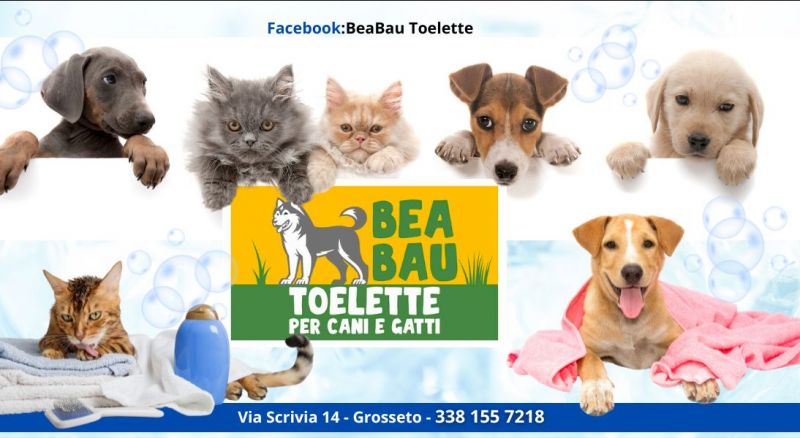 toelettatura personalizzata di cani e gatti