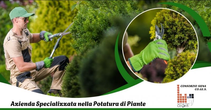 servizio professionale di potatura piante