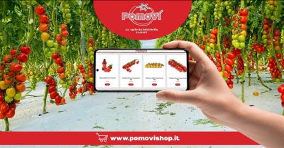 vendita pomodori siciliani online da vittoria
