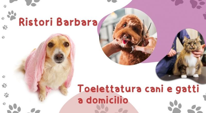 Toelettatura cani e gatti a domicilio a Pinerolo