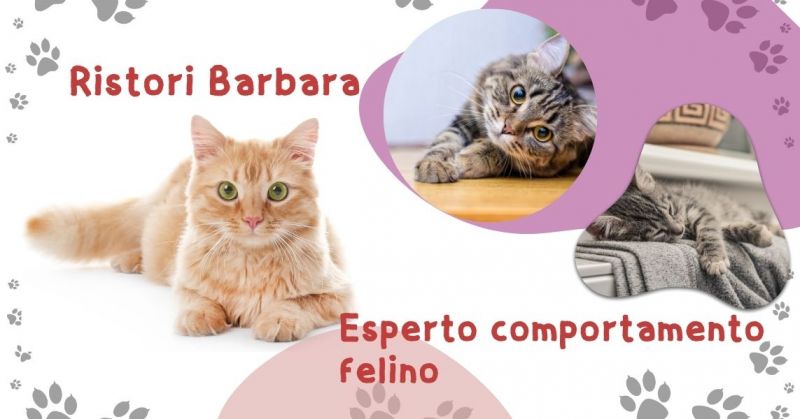 Esperto comportamento felino online a Pinerolo