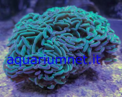  euphyllia ancora parancora euphyllia yaeyamaensis euphyllia glabrescens euphyllia divisa paradivisa