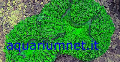  aquarium lobophyllia metallic green