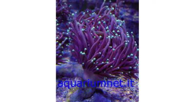  aquarium euphyllia glabrescens punte verdi una testa diametro 6 8 cm