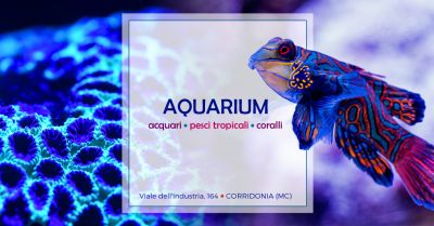 offerta negozio acquariologia specializzato occasione vendita pesci invertebrati acquario macerata