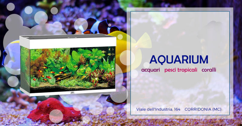  Offerta prodotti manutenzione acquario Macerata - Occasione Vendita Acquari Macerata