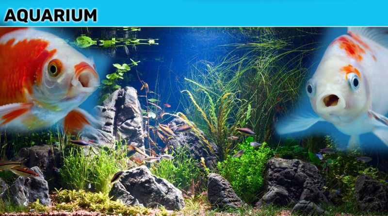 Aquarium - Offerta pesci e accessori per acquari acqua dolce e salata macerata