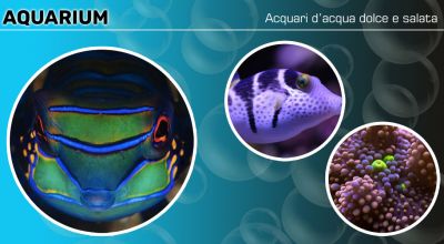 offerta acquari acqua dolce e salata corridonia macerata promozione vendita accessori per acquario corridonia macerata