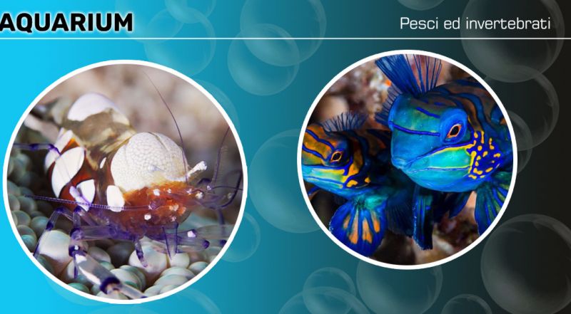  Offerta pesci e invertebrati per acquari corridonia  macerata - promozione vendita gambero per acquario corridonia  macerata
