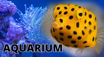 offerta pesci acqua dolce per acquari macerata promozione piante acquatiche per acquario macerata