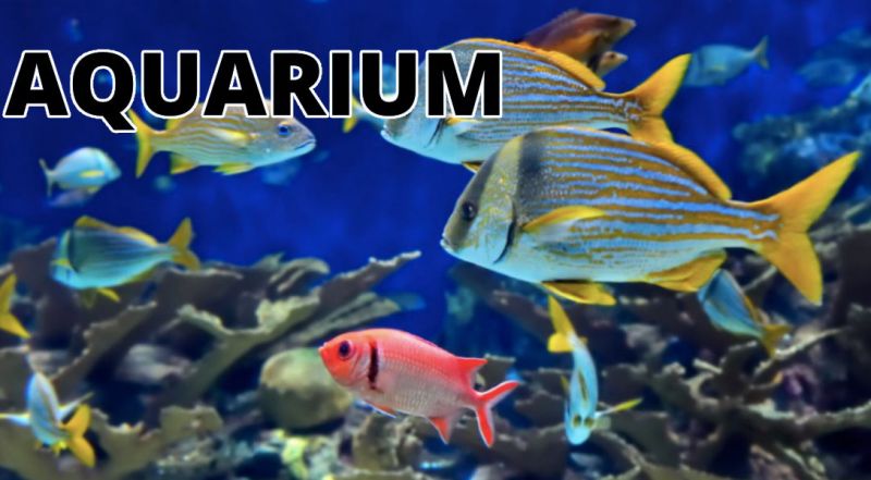 OFFERTA ACQUARIO PESCI E ACCESSORI  MACERATA - PROMOZIONE MANUTENZIONE ACQUARIO MACERATA