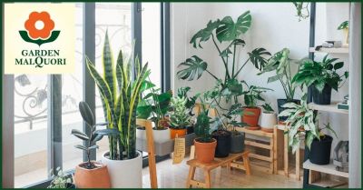 promozione piante da interno ideali per abbellire il soggiorno di casa garden malquori
