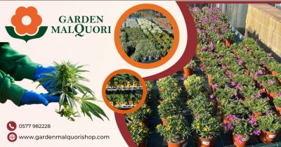 occasione piante officinali e piante perenni siena garden malquori