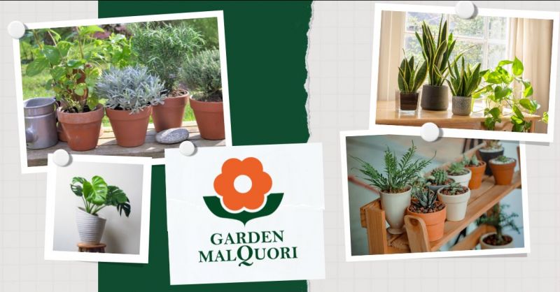 occasione vasi piante da interno e esterno Siena - GARDEN MALQUORI