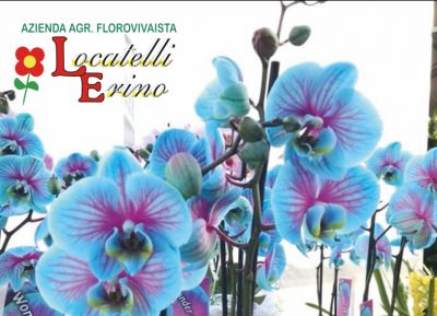 offerte orchidee paphiopedilum promozione vendita orchidee phalaenopsis