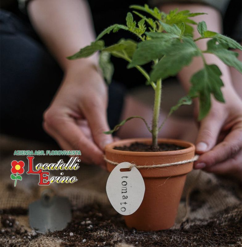 AZIENDA AGRICOLA FLOROVIVAISTA LOCATELLI offerta orto pensile – promozione orto in balcone