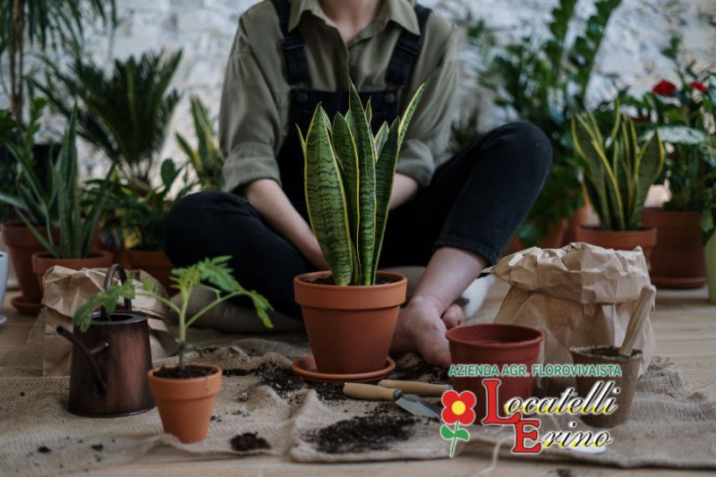  AZIENDA AGRICOLA FLOROVIVAISTA LOCATELLI offerta piante verdi arredo interni verde domestico