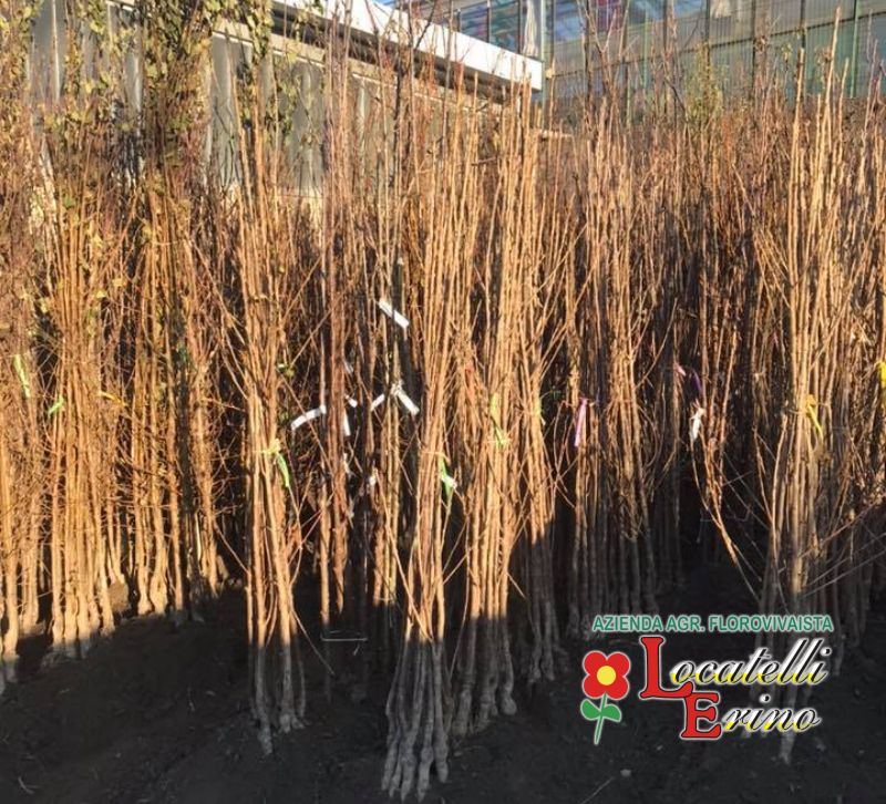 AZIENDA AGRICOLA FLOROVIVAISTA LOCATELLI piante da frutto a radice nuda – pianta radice scossa