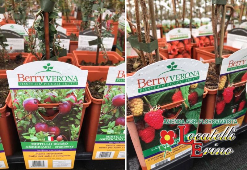 AZIENDA AGRICOLA FLOROVIVAISTA LOCATELLI offerta vendita piante di piccoli frutti – mini frutti