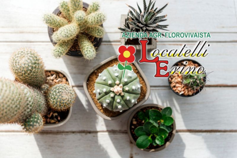 AZIENDA AGRICOLA FLOROVIVAISTA LOCATELLI offerta piante grasse – promozione piante succulente